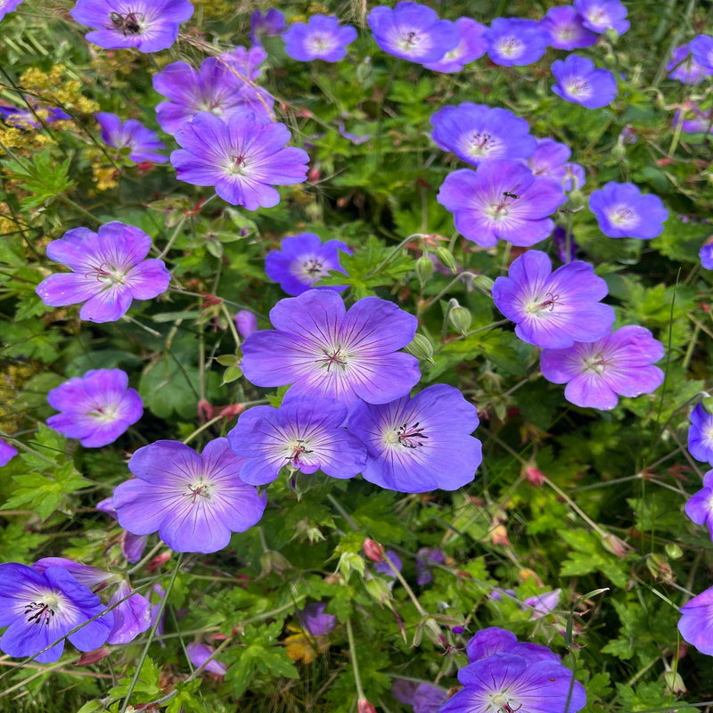 Geranium 'Rozanne' 9cm / 2L