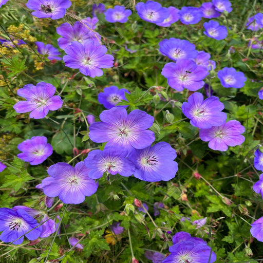 Geranium 'Rozanne' 9cm / 2L