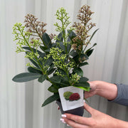 Skimmia Double Diamond 10.5cm/2L