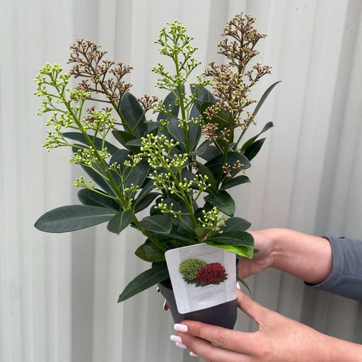 Skimmia Double Diamond 10.5cm/2L
