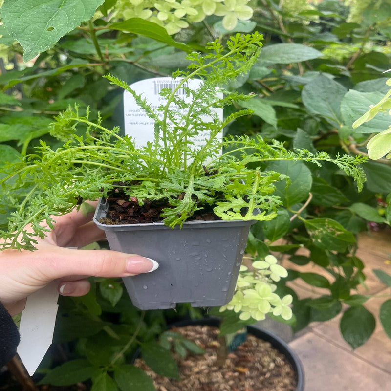 Achillea ptarmica 'The Pearl' 9cm Pot