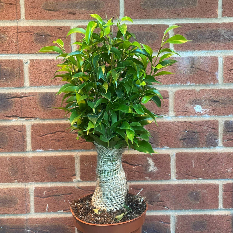 Ficus Natasja Kinky Jute Tree 30-35cm