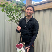 Dwarf Patio Cherry Tree 'Morellenfeuer'