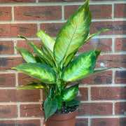 Dieffenbachia Camilla 30-35cm