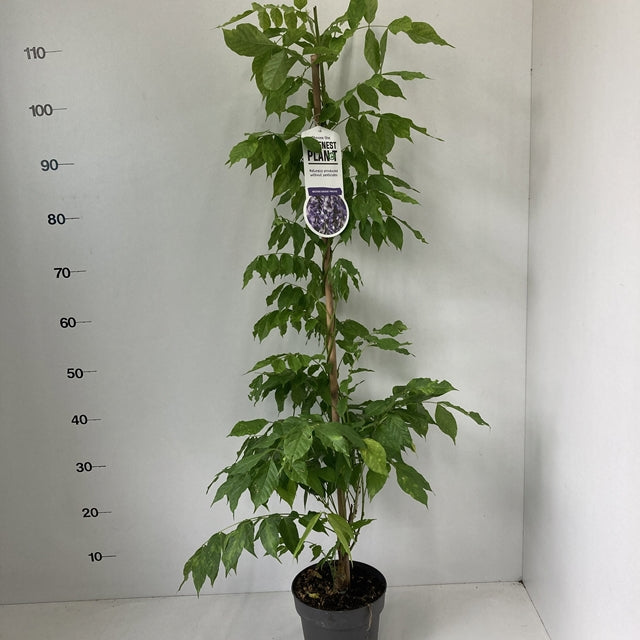 Wisteria sinensis ‘Prolific’ 2L 100-120cm -