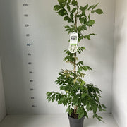 Wisteria sinensis 'Alba' 2L 100-120cm -