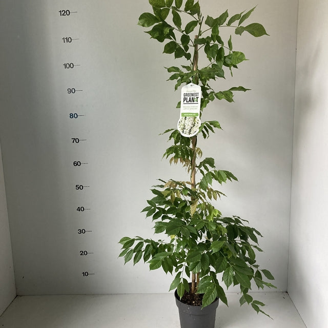 Wisteria sinensis 'Alba' 2L 100-120cm -