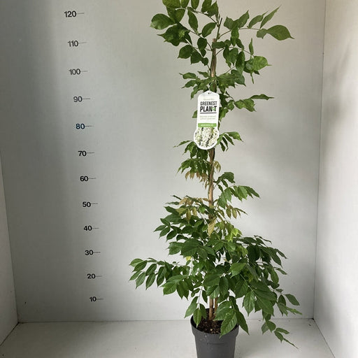 Wisteria sinensis 'Alba' 2L 100-120cm -