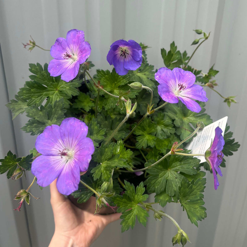 Geranium 'Azure Rush' 3L -