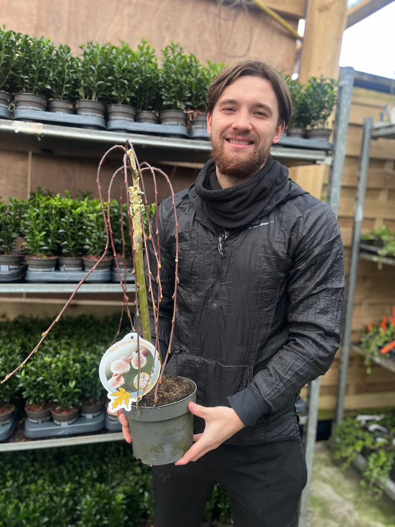 Salix 'Kilmarnock' Weeping Willow Standard -