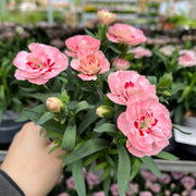 Dianthus Red Star (9cm growers pot) -