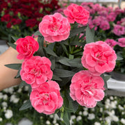 Dianthus Oscar Pink (9cm growers pot) -