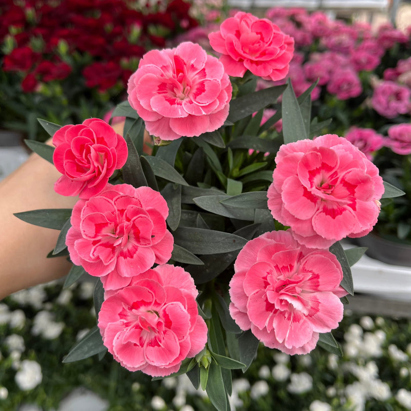 Dianthus Oscar Pink (9cm growers pot) -