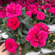Dianthus Fuchsia Pink (9cm growers pot) -