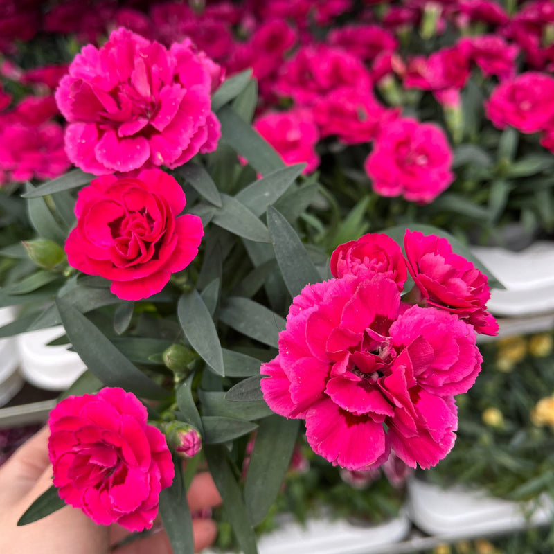 Dianthus Fuchsia Pink (9cm growers pot) -
