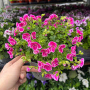 Scented Pelargonium (Scented Geranium) 1.5L Our Choice -