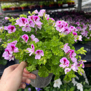Scented Pelargonium (Scented Geranium) 1.5L Our Choice -