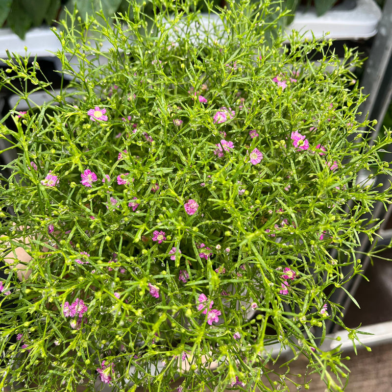 Gypsophila Rose 1.5L -