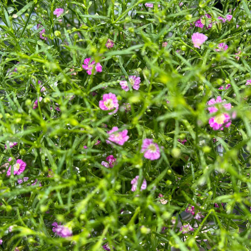 Gypsophila Rose 1.5L -