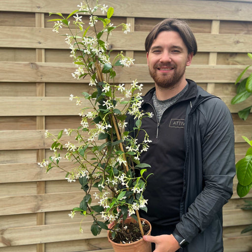 Trachelospermum jasminoides | Evergreen Star Jasmine Cone -