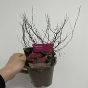 Spiraea japonica 'Firelight' 9cm / 1L / 2L -