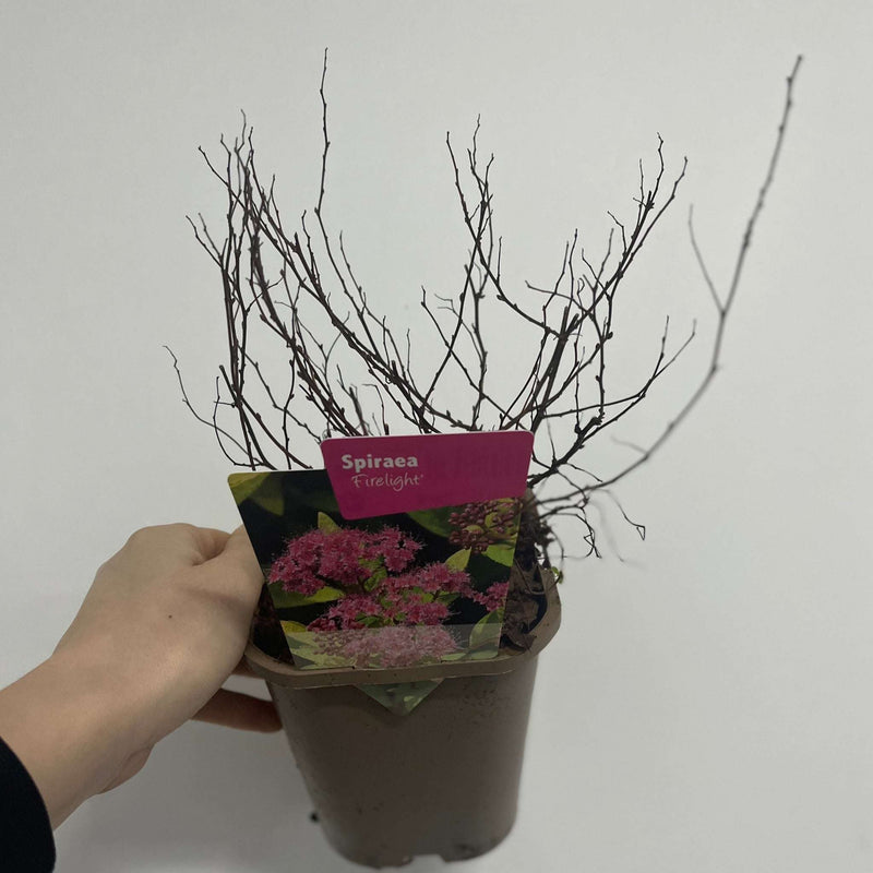 Spiraea japonica 'Firelight' 9cm / 1L / 2L -