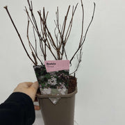 Deutzia 'Rosea' 1L -