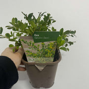 Ilex crenata 'Golden Gem' | Japanese Holly 1L -