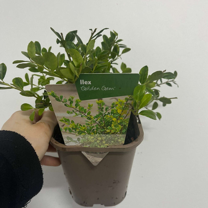 Ilex crenata 'Golden Gem' | Japanese Holly 1L -