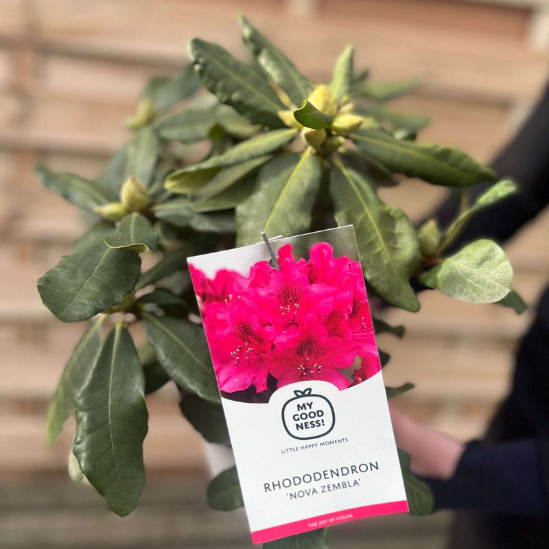 Rhododendron 'Nova Zembla' 2L / 5L -
