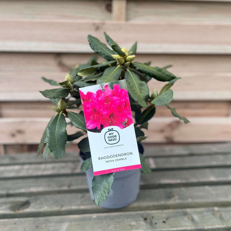 Rhododendron 'Nova Zembla' 2L / 5L -