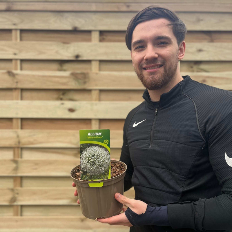 Allium 'White Giant' 2L -
