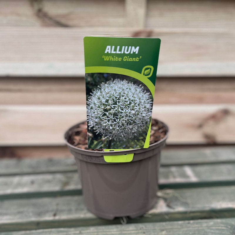 Allium 'White Giant' 2L -