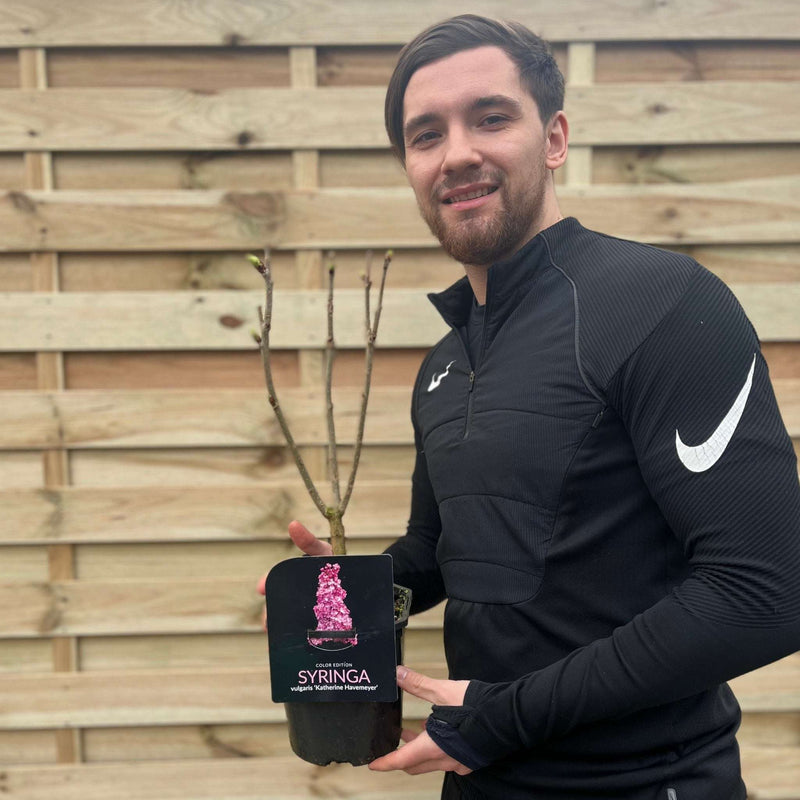 Syringa vulgaris 'Katherine Havemeyer' (Lilac) 2L -