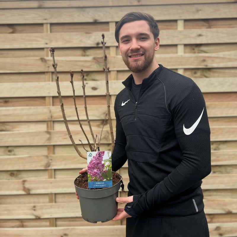 Syringa vulgaris 'Belle De Nancy'' (Lilac) 3L -