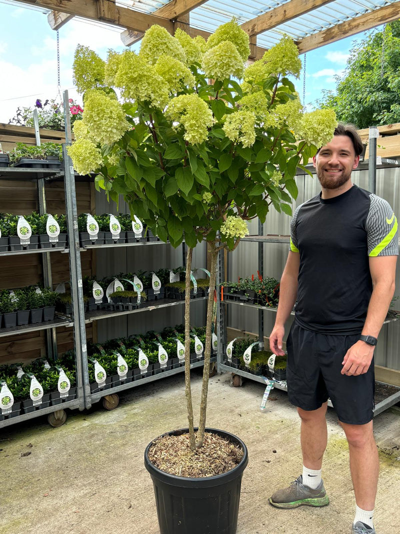 Hydrangea paniculata 'LimeLight’ Multistem Tree 12L-45L -