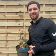 Syringa vulgaris 'Primrose' 3L -