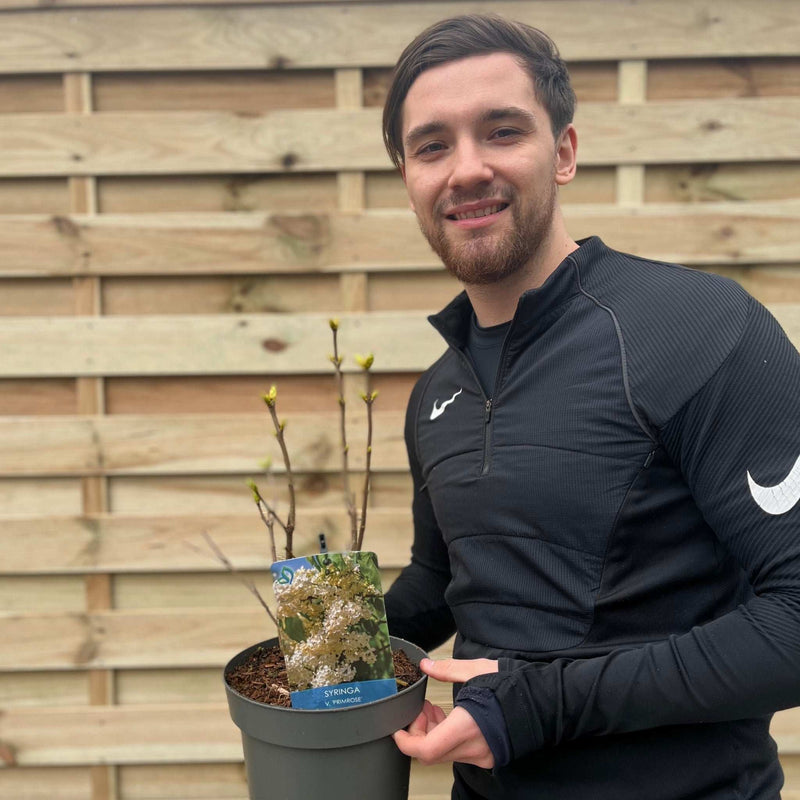 Syringa vulgaris 'Primrose' 3L -