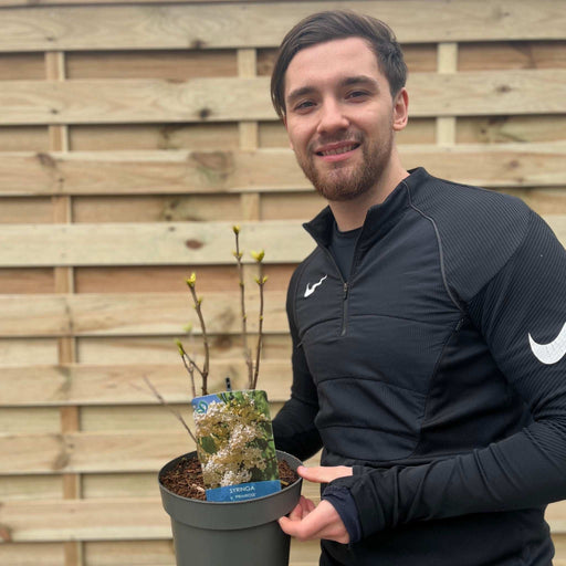 Syringa vulgaris 'Primrose' 3L -