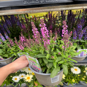 Salvia New Dimensions Rose 9cm/1.5L -