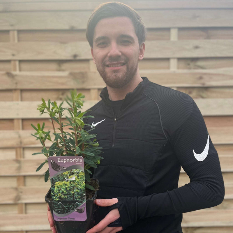 Euphorbia x martinii 2L -