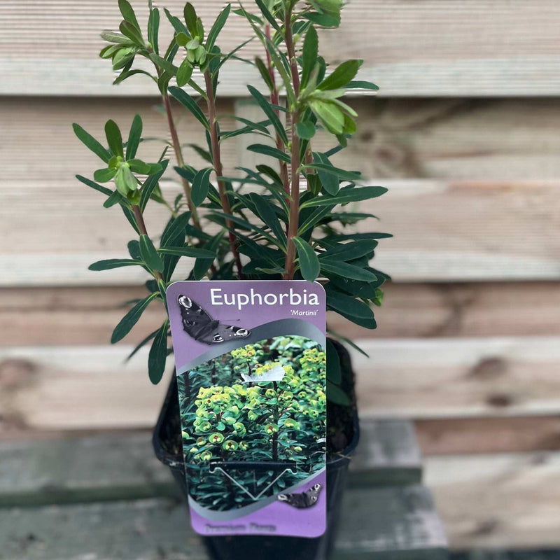 Euphorbia x martinii 2L -