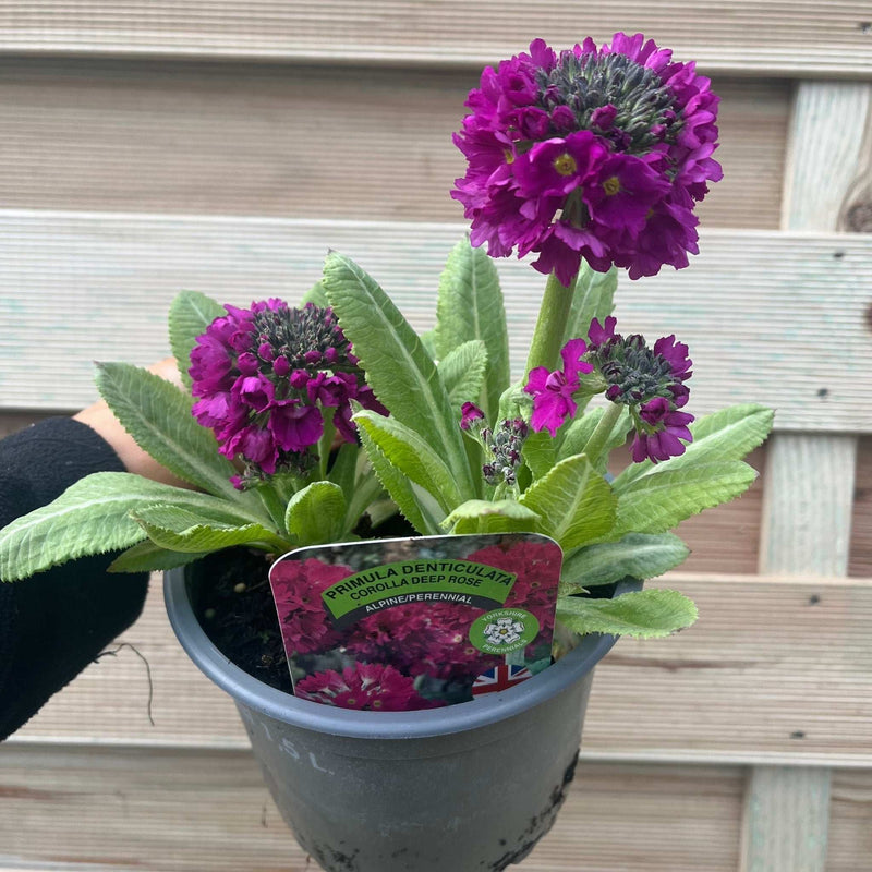 Primula Denticulata Lilac 9cm -