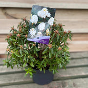 Rhododendron Dwarf White ‘Arctic Tern’ 2L -