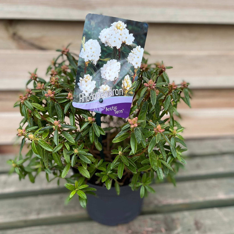 Rhododendron Dwarf White ‘Arctic Tern’ 2L -