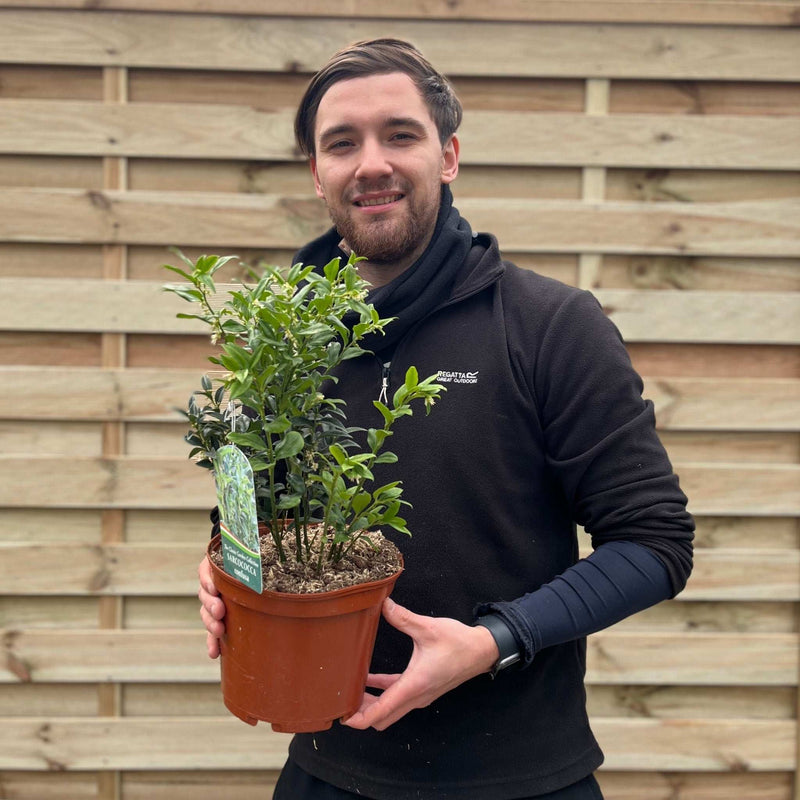 Sarcococca confusa 9cm/1L/2L