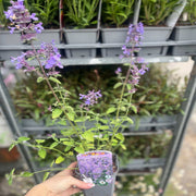Nepeta 'Walker’s Low' 9cm/2L -