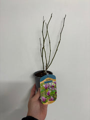 Magnolia 'Susan' 9cm - 3L -