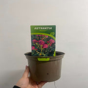 Astrantia major 'Venice' 2L -