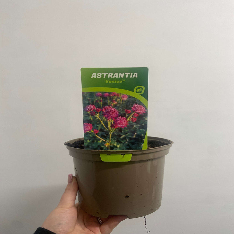 Astrantia major 'Venice' 2L -